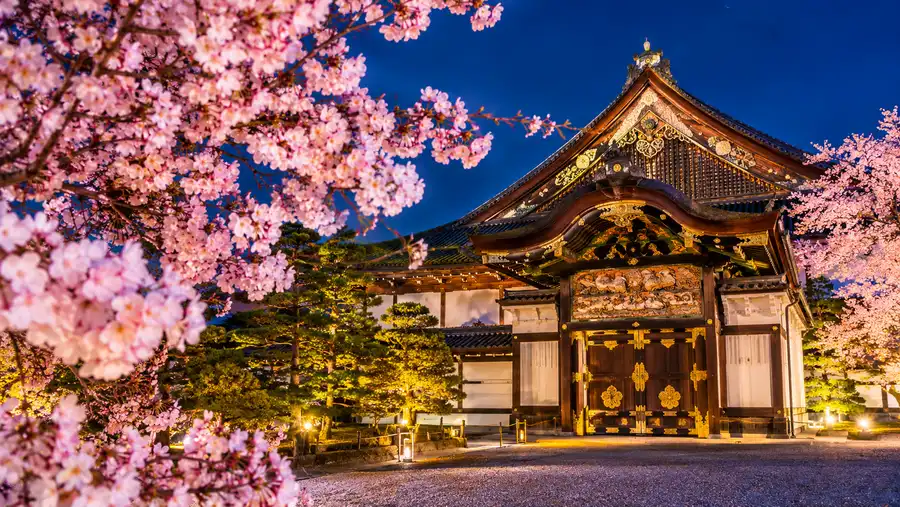 Eventos de floración de cerezos y iluminación nocturna en el Castillo Nijo